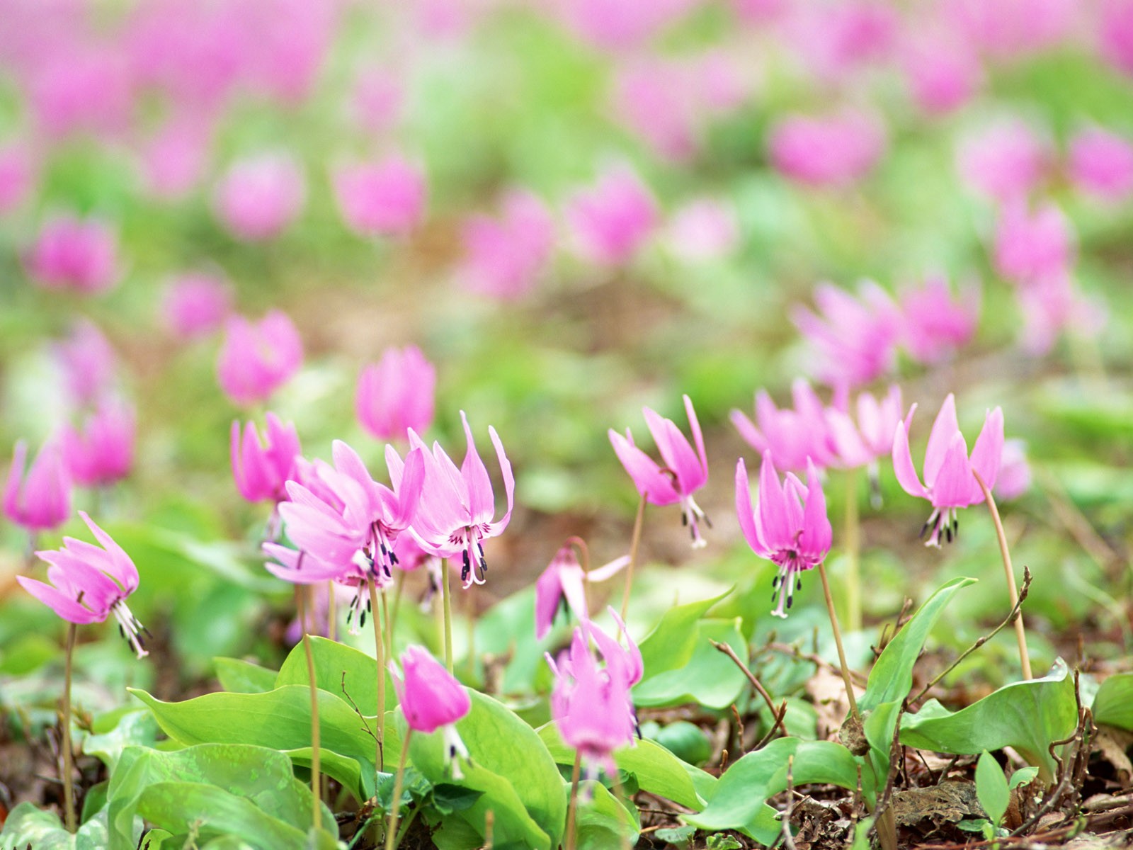 山花爛漫壁紙專輯 #3 - 1600x1200