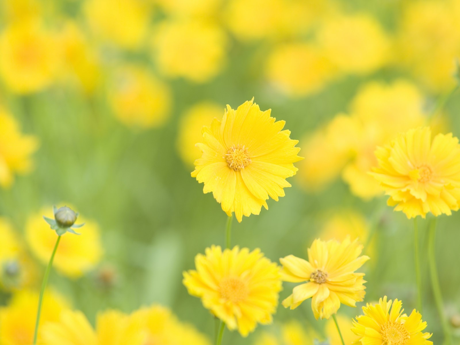 山花爛漫壁紙專輯 #7 - 1600x1200