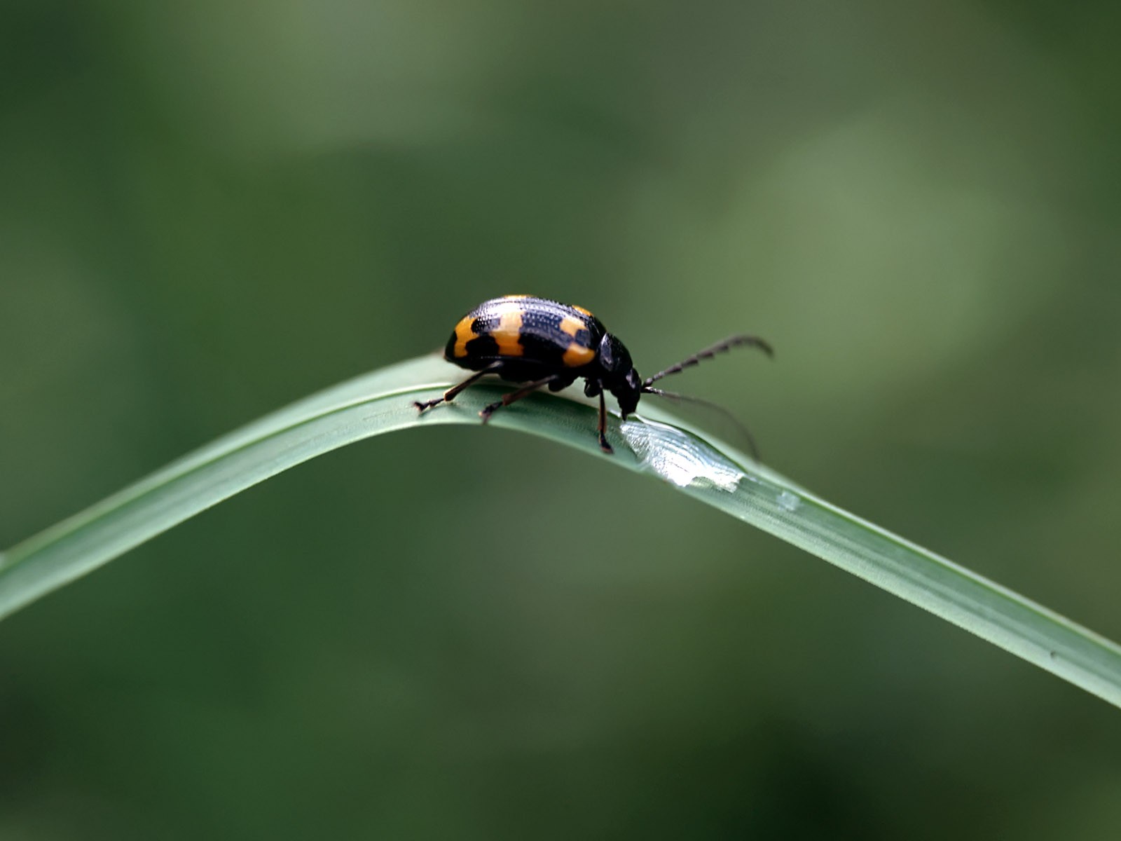 Insect Funktionen (2) #4 - 1600x1200