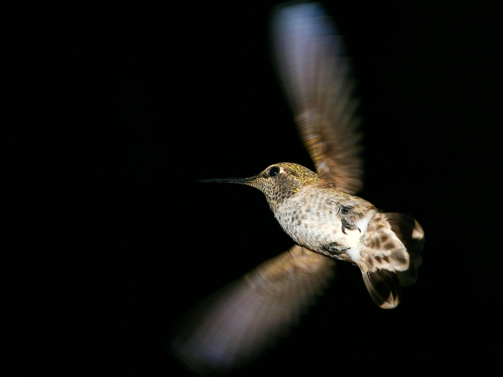 鳥類寫真高清壁紙 #21 - 1600x1200