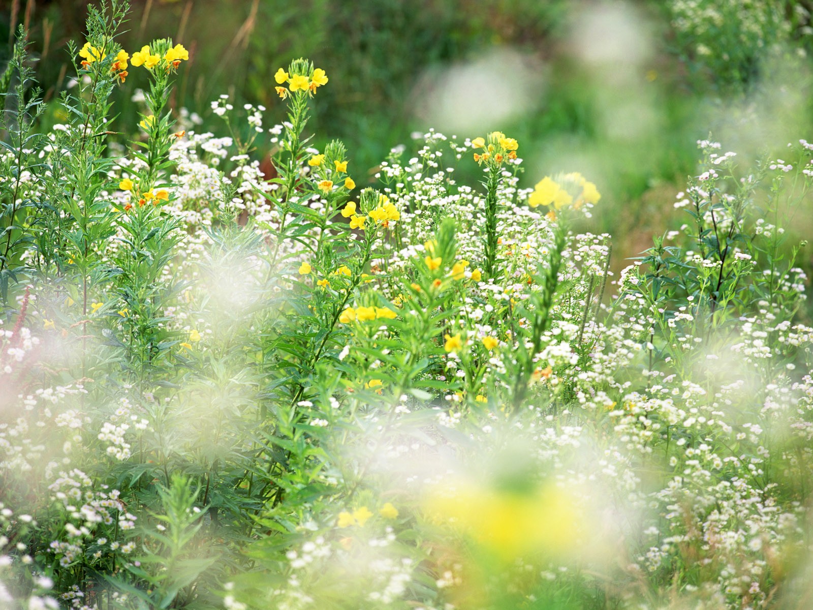 Wildflower Hintergrundbilder #4 - 1600x1200