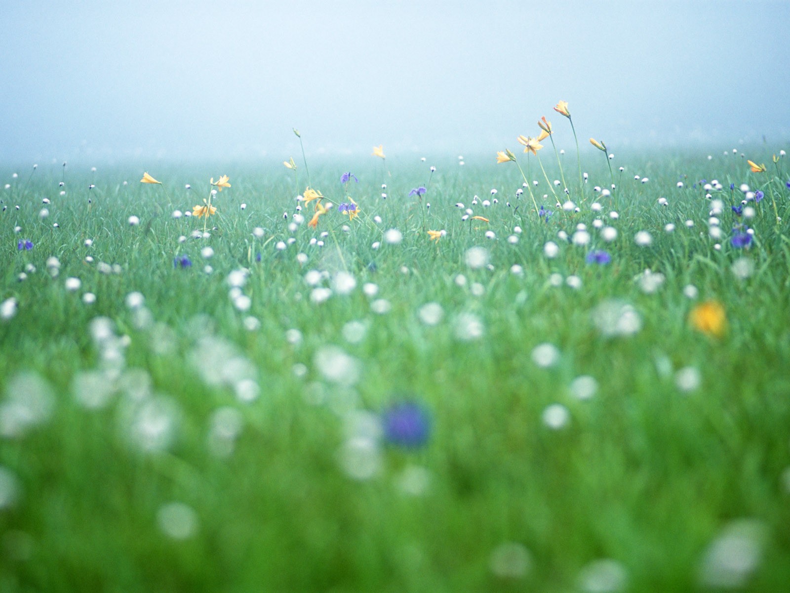 Wildflower Hintergrundbilder #12 - 1600x1200