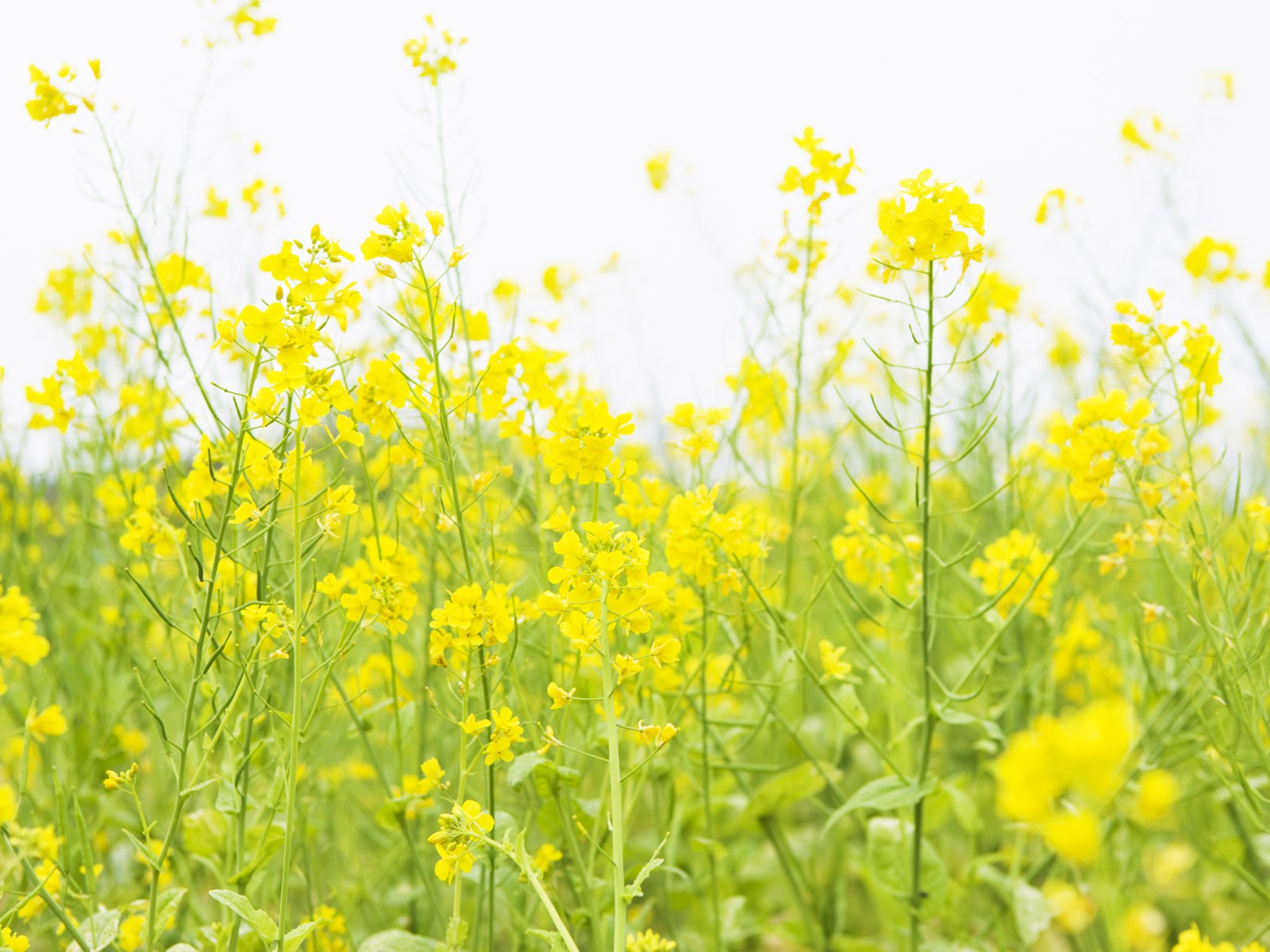 Wildflower Hintergrundbilder #16 - 1600x1200