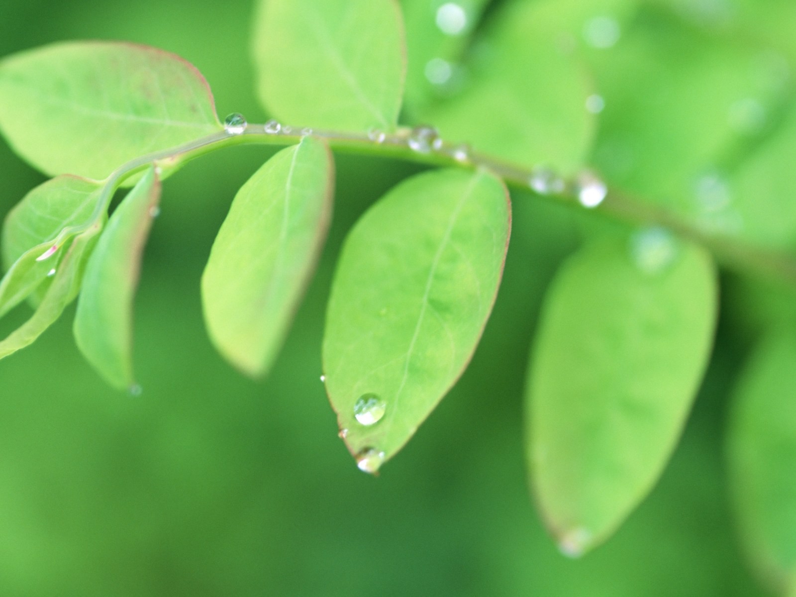 Fresh green leaf wallpaper (1) #1 - 1600x1200