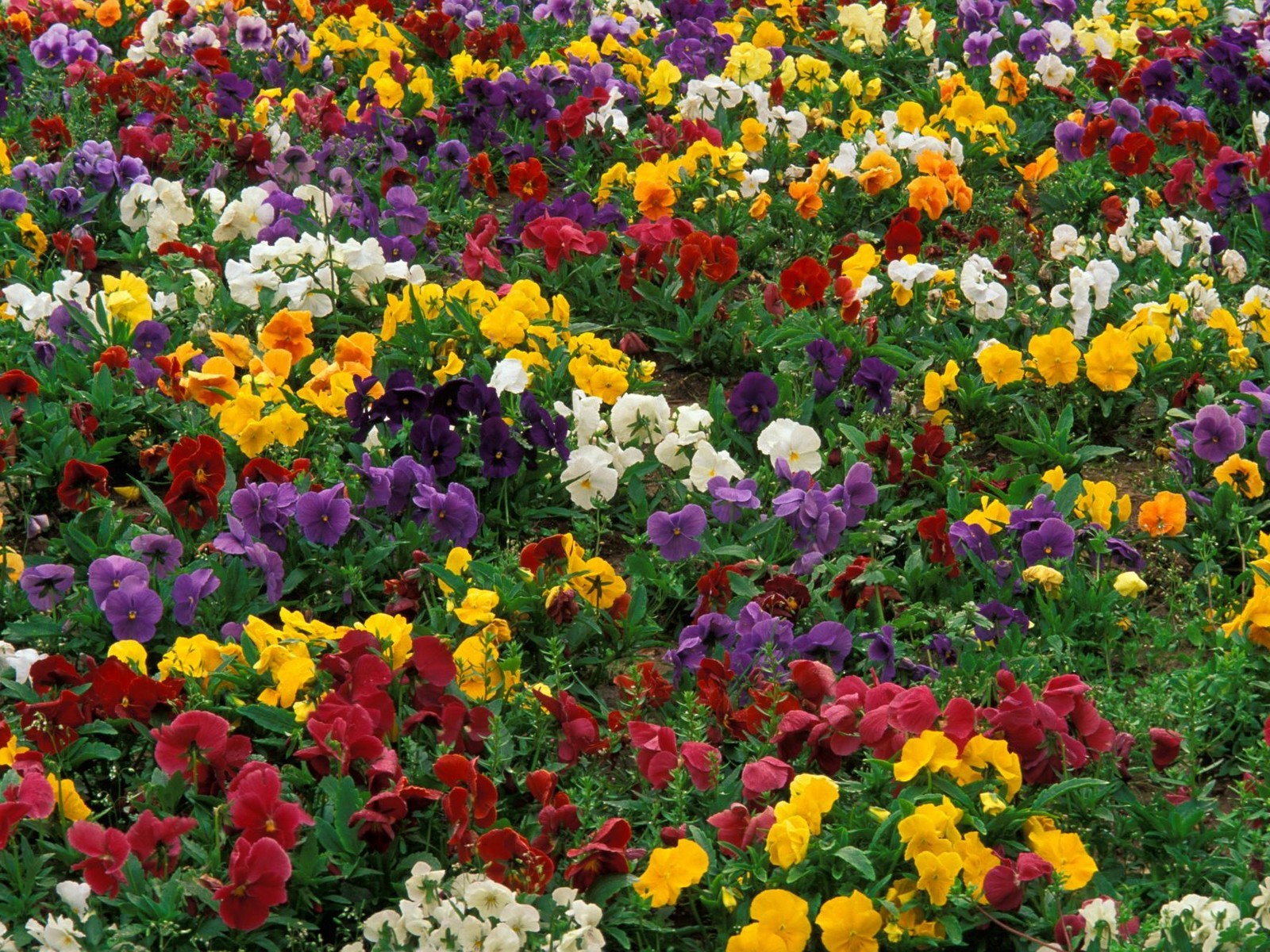 Hermoso fondo de pantalla Flores (2) #4 - 1600x1200
