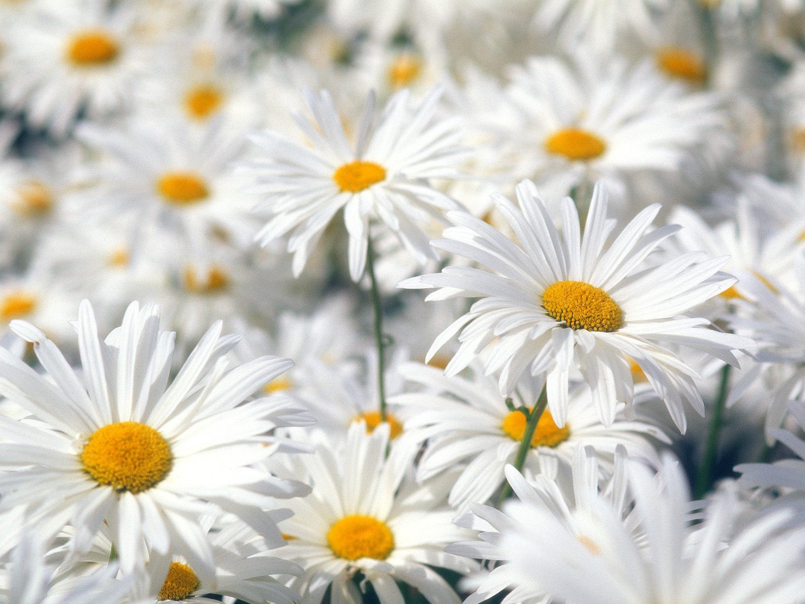 Hermoso fondo de pantalla Flores (2) #17 - 1600x1200