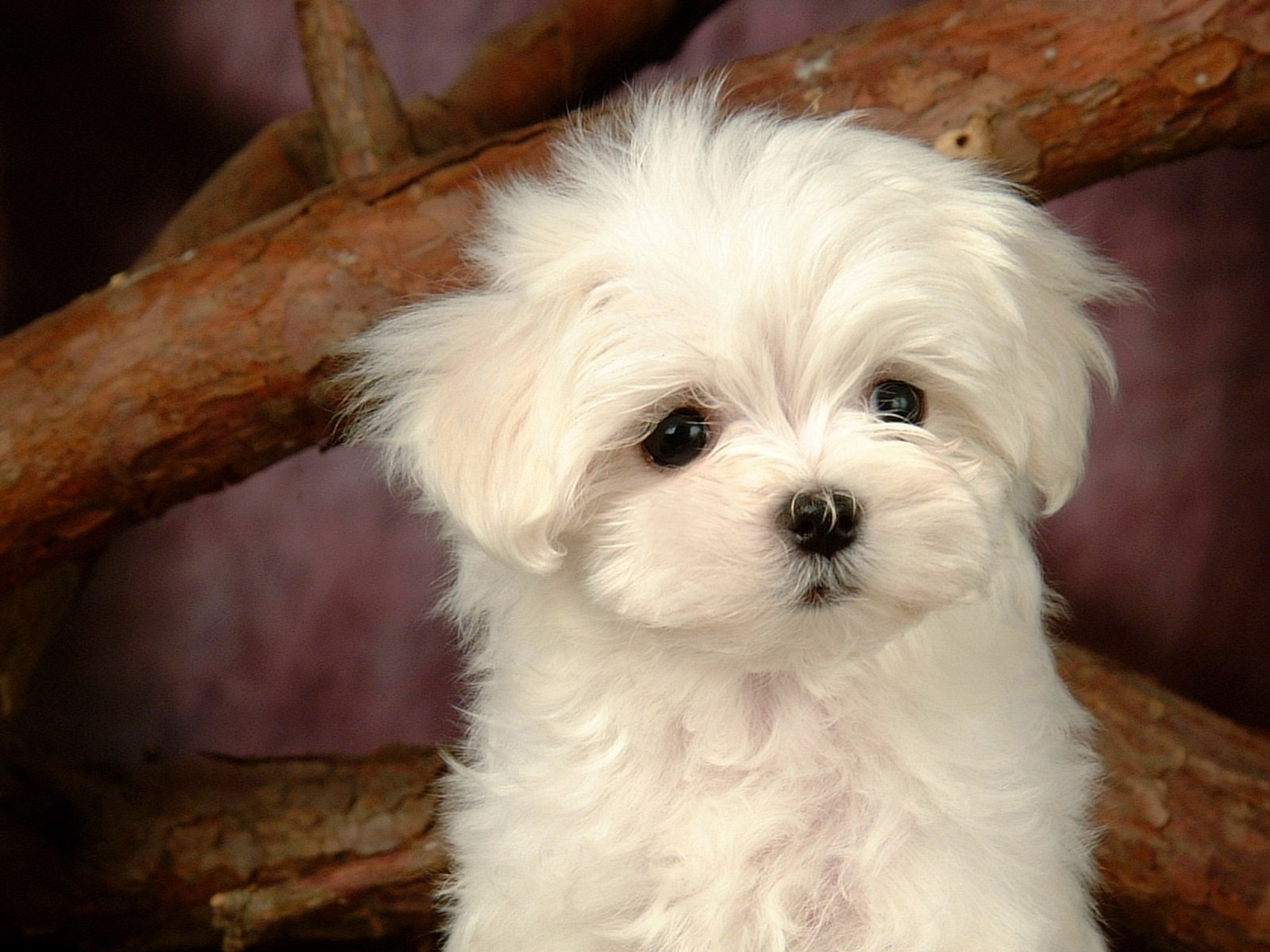 Fluffy little dog wallpaper #29 - 1600x1200