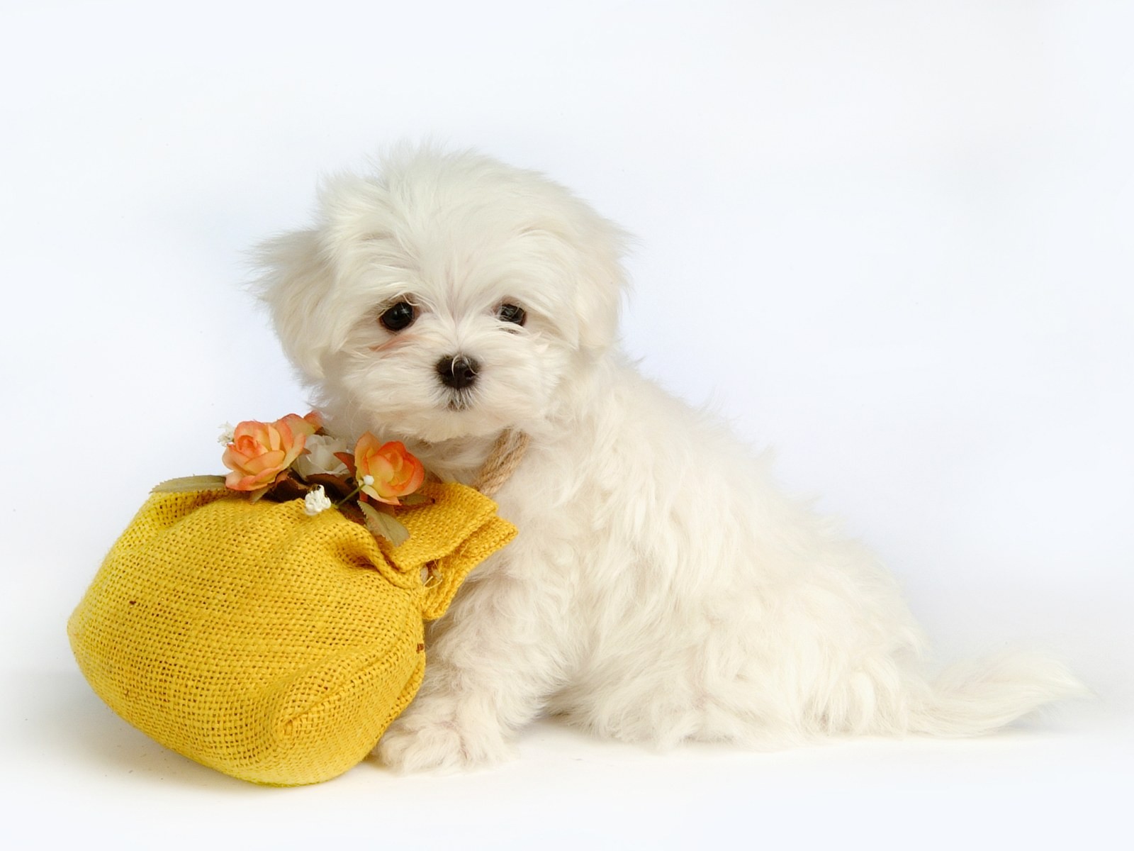 Fluffy little dog wallpaper #31 - 1600x1200