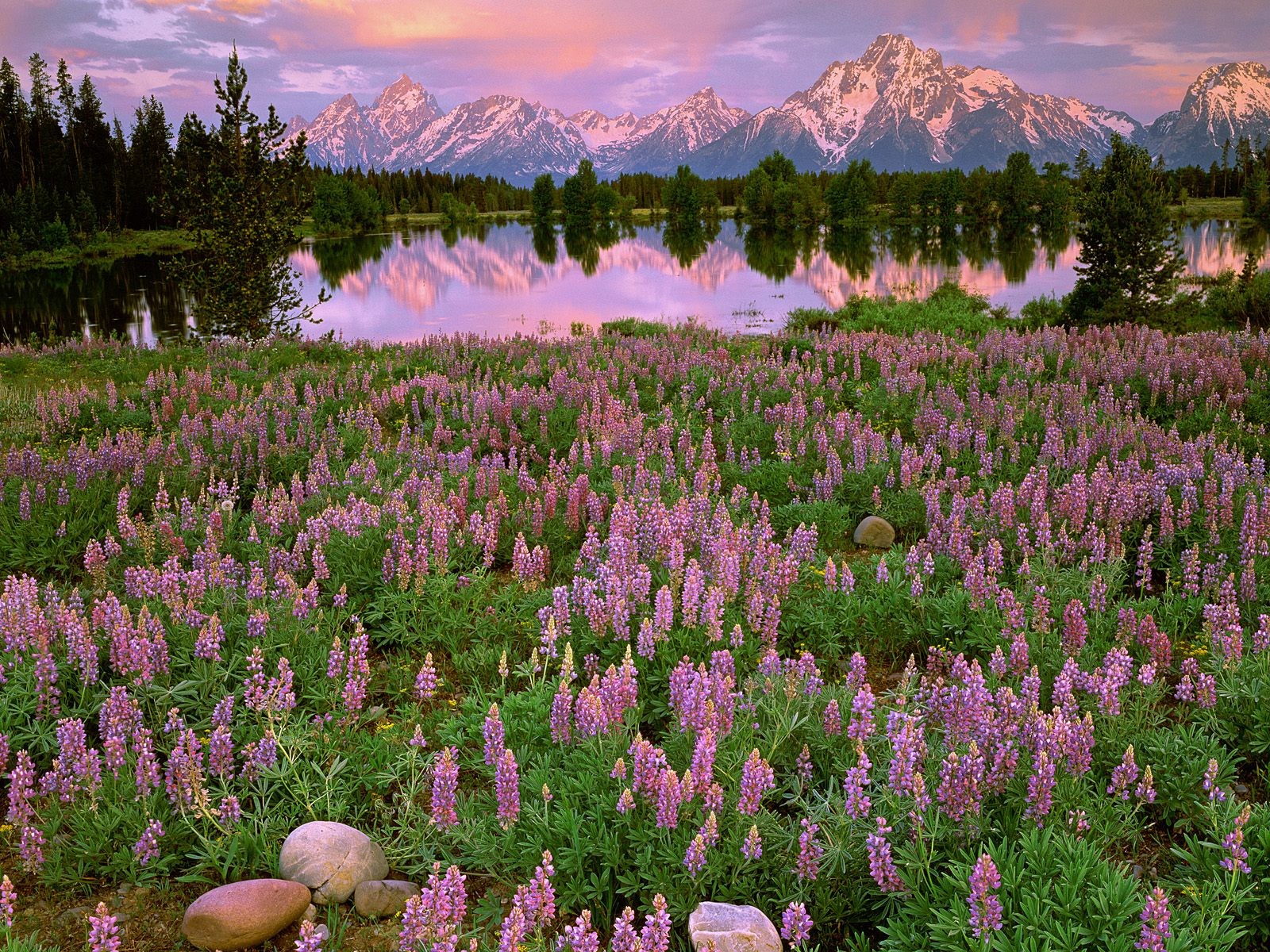 美丽鲜花桌面壁纸(三)3 - 1600x1200