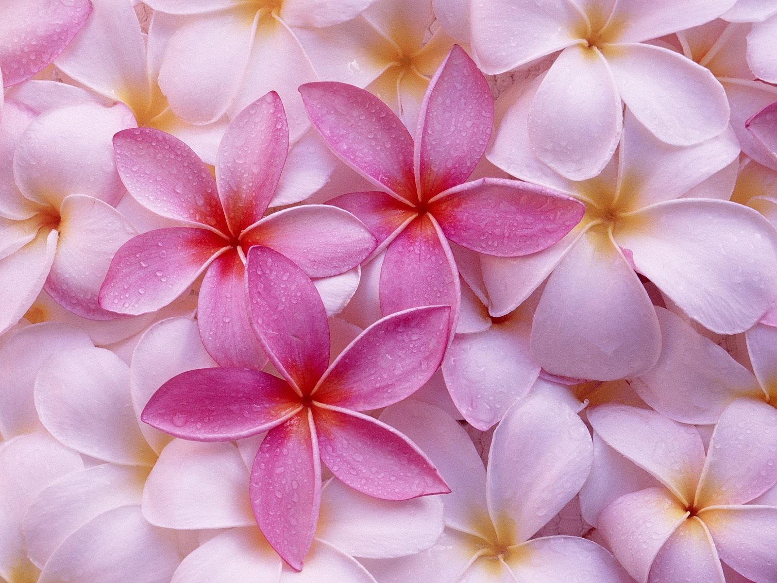 Hermoso fondo de pantalla Flores (3) #10 - 1600x1200