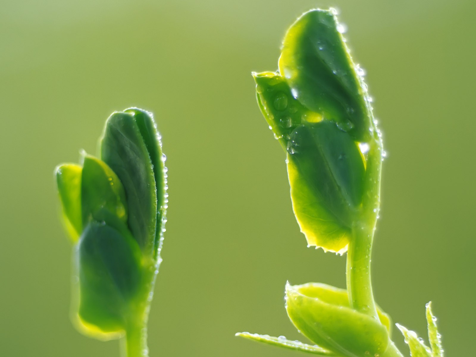 Sprout leaves HD Wallpaper (1) #3 - 1600x1200