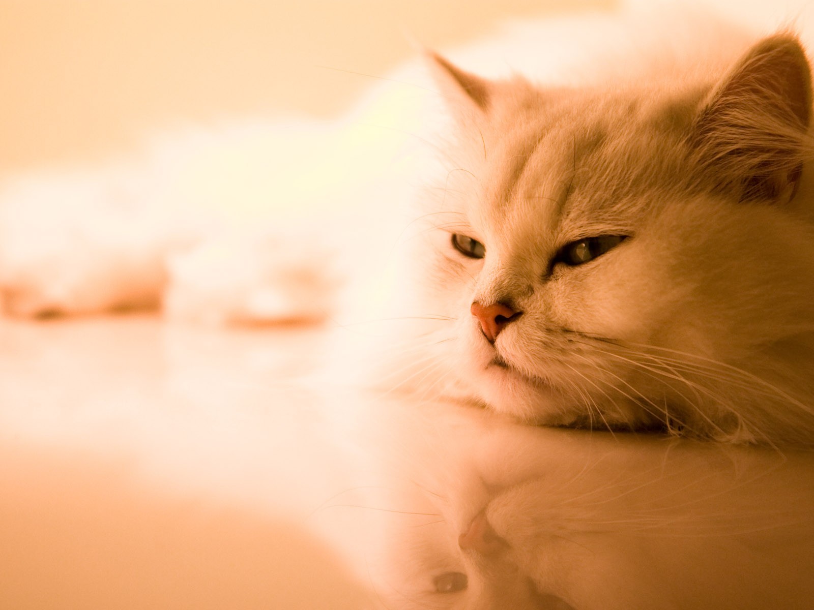 Cat photo HD Wallpapers #35 - 1600x1200