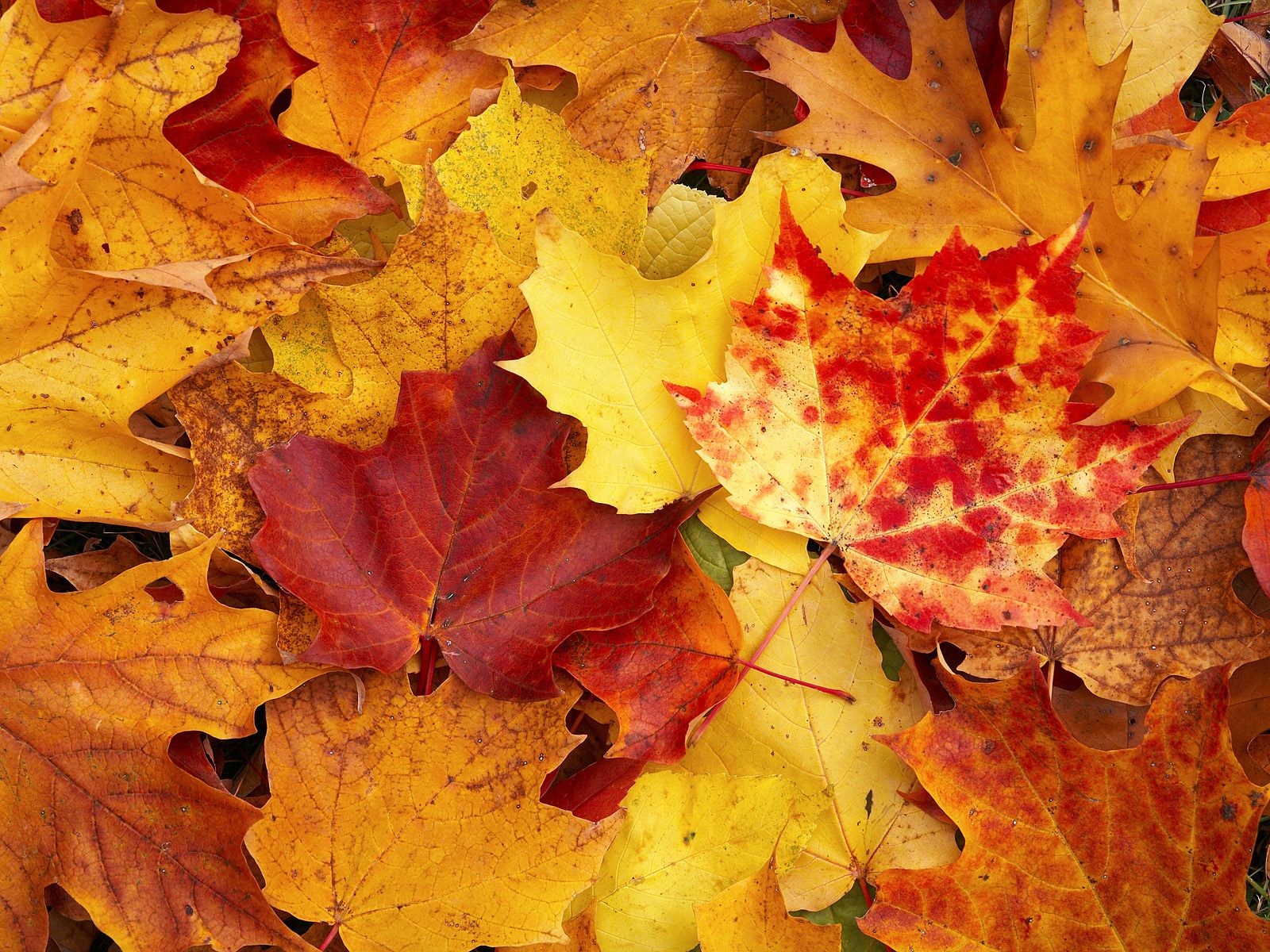 Thick autumn scenery wallpaper #20 - 1600x1200