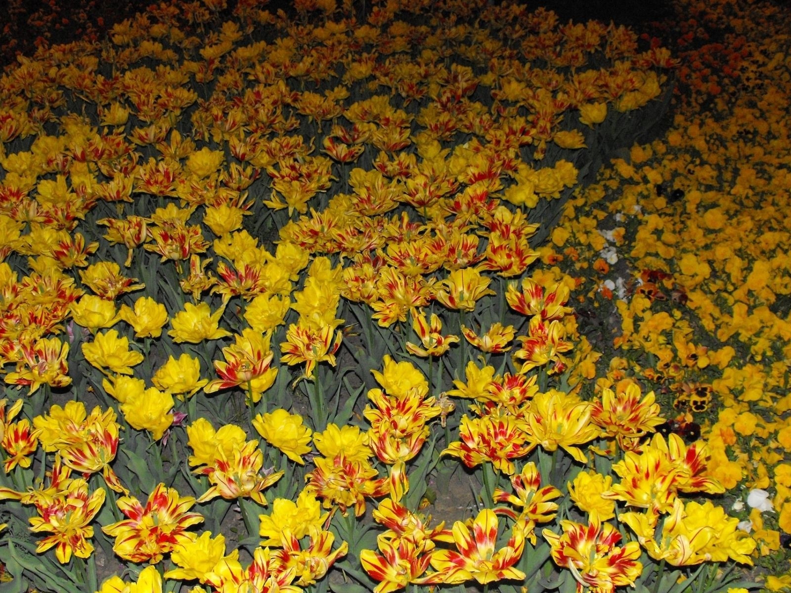 鮮豔奪目花朵高清壁紙 #17 - 1600x1200