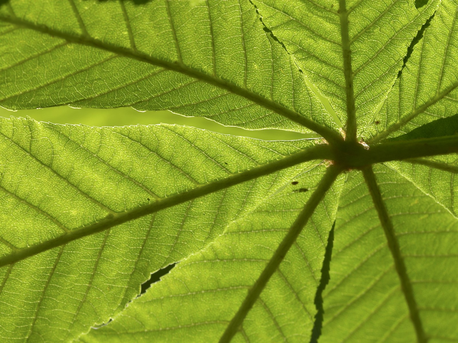 超大叶脉花草高清壁纸17 - 1600x1200