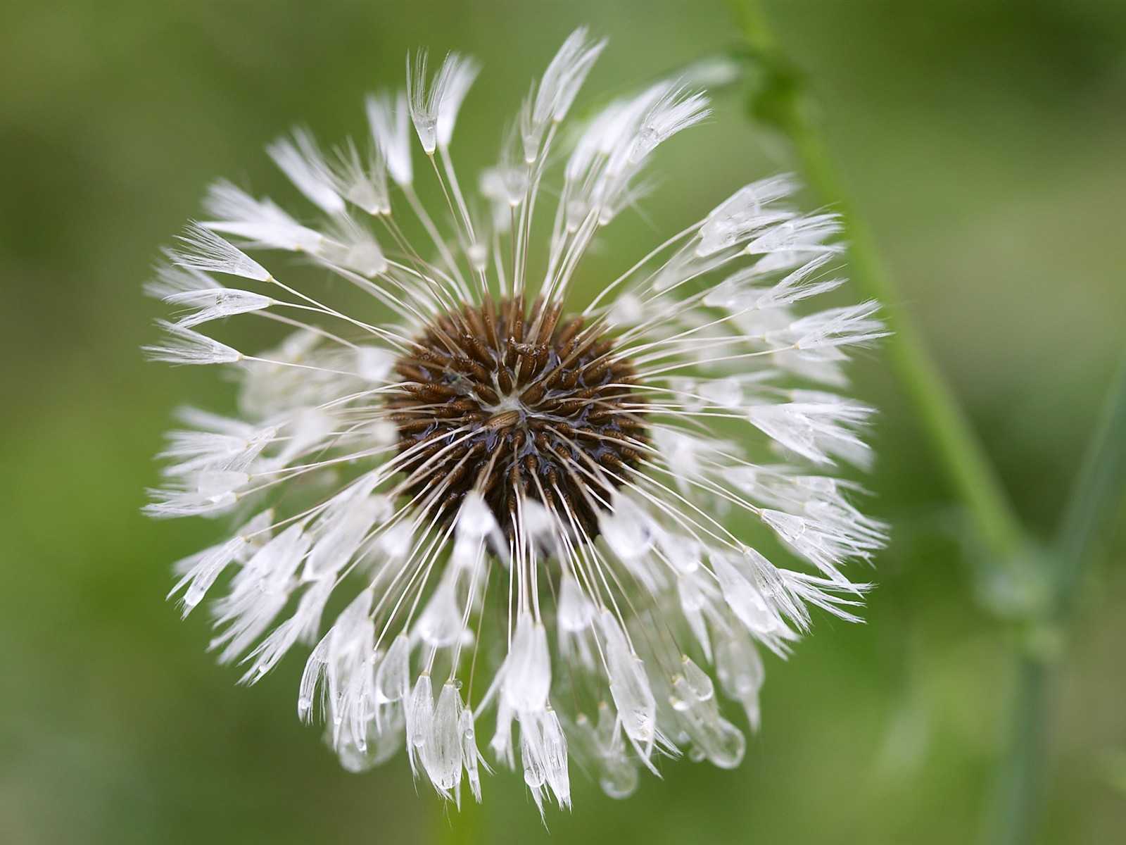  HDの壁紙の花は大静脈 #20 - 1600x1200