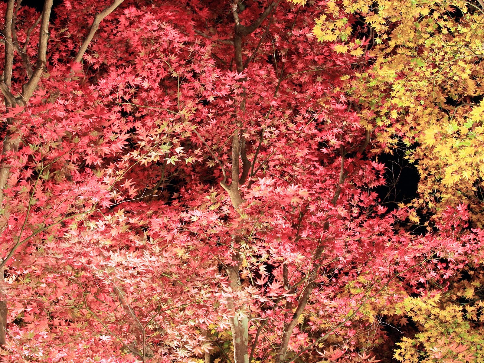美麗楓葉滿天壁紙專輯 #5 - 1600x1200