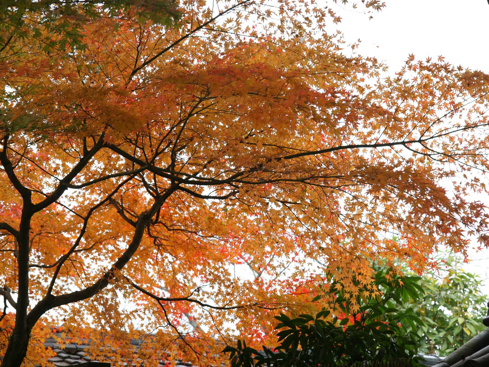 아름다운 단풍잎 바탕 화면 #7 - 1600x1200