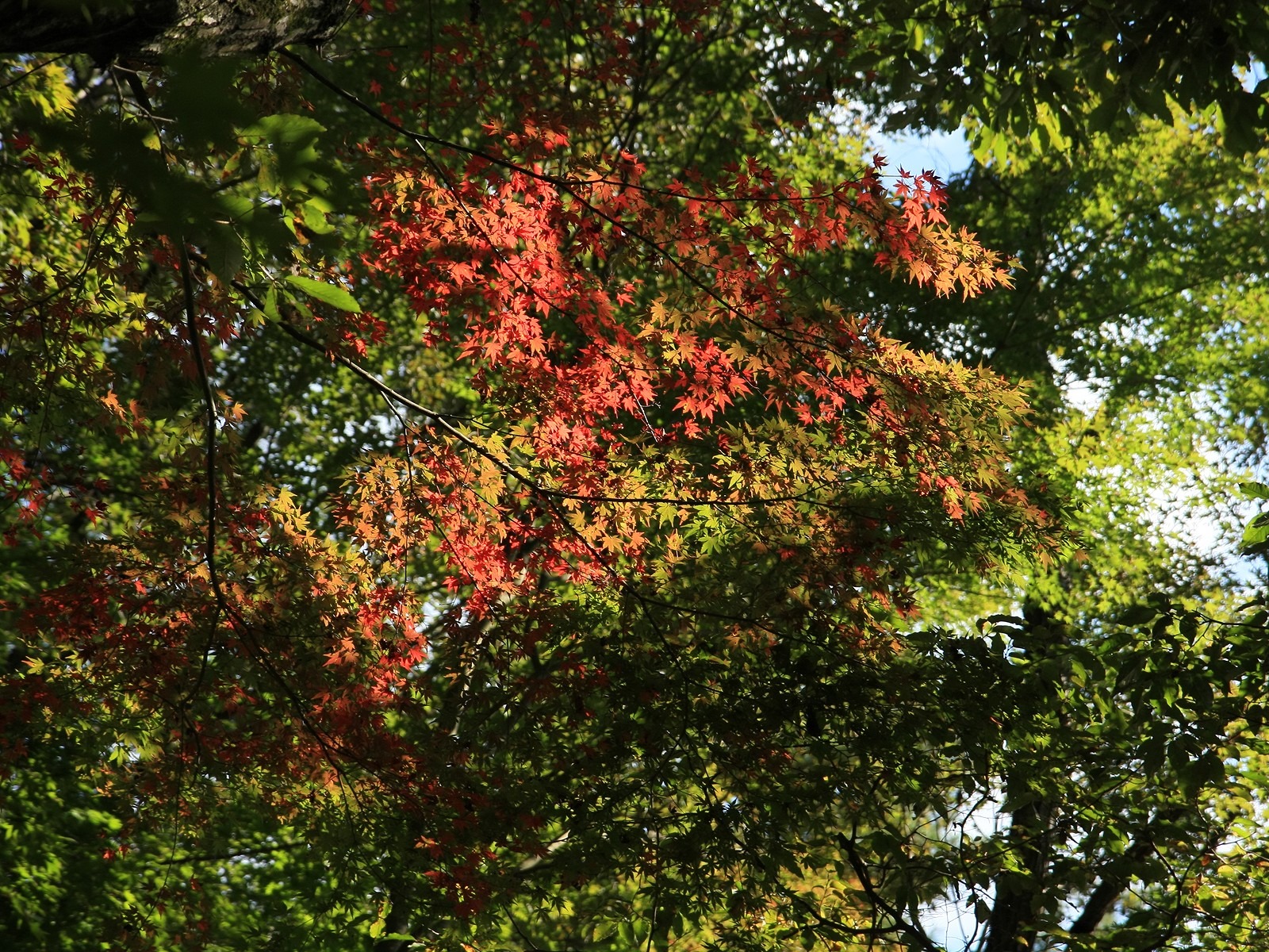 Krásné Maple Leaf Wallpaper #18 - 1600x1200