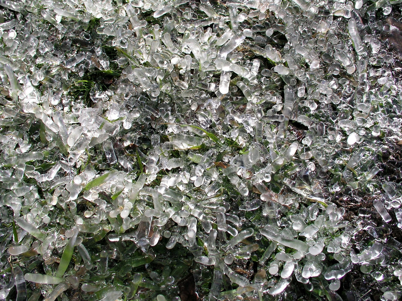 ledu rostlin Tapety Album #13 - 1600x1200