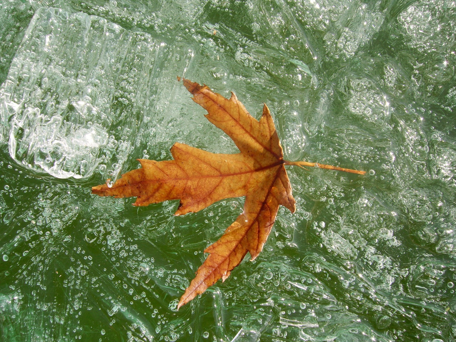 Fondos de pantalla planta de hielo álbum #20 - 1600x1200