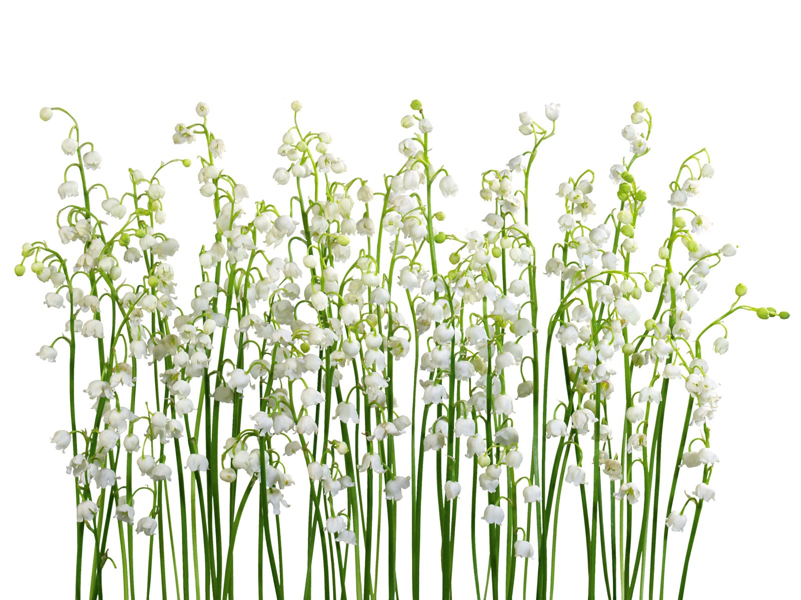 白い花の壁紙 #13 - 1600x1200
