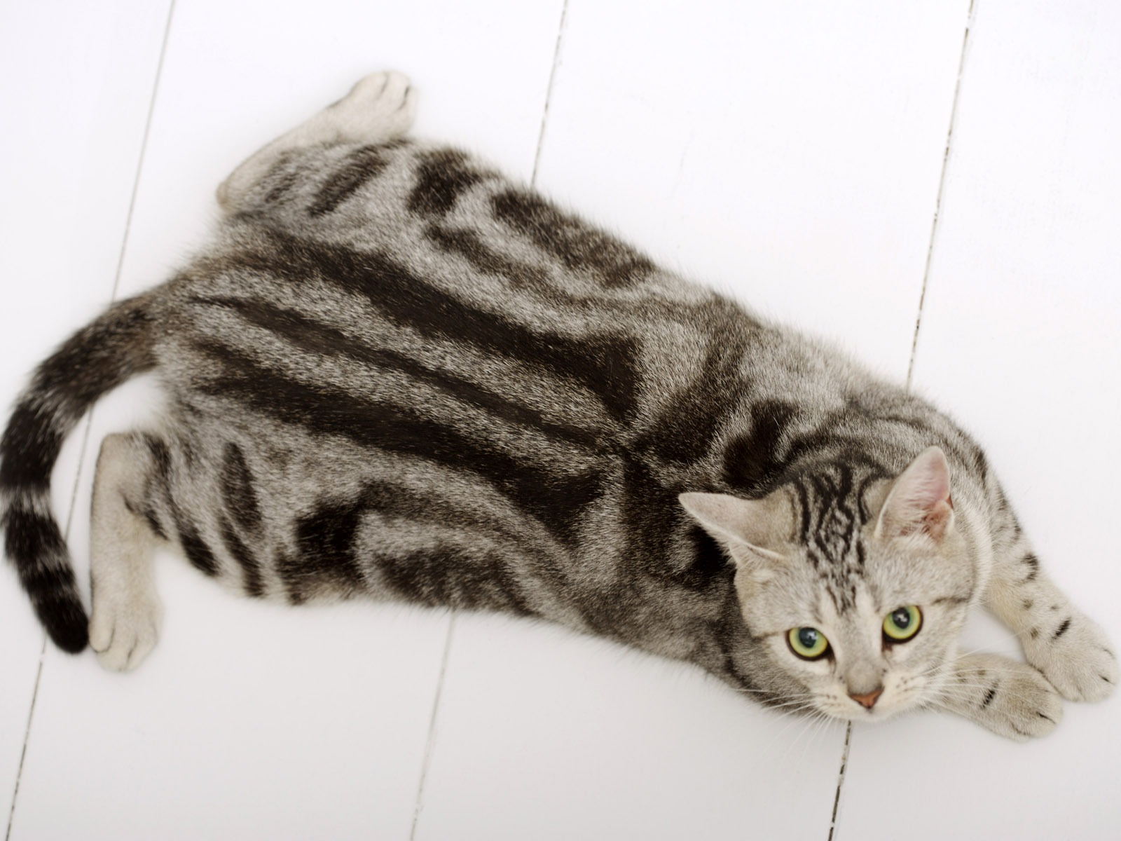 HD papel tapiz lindo gatito #30 - 1600x1200