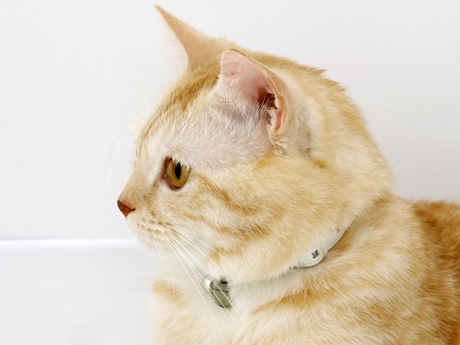 HD papel tapiz lindo gatito #31 - 1600x1200