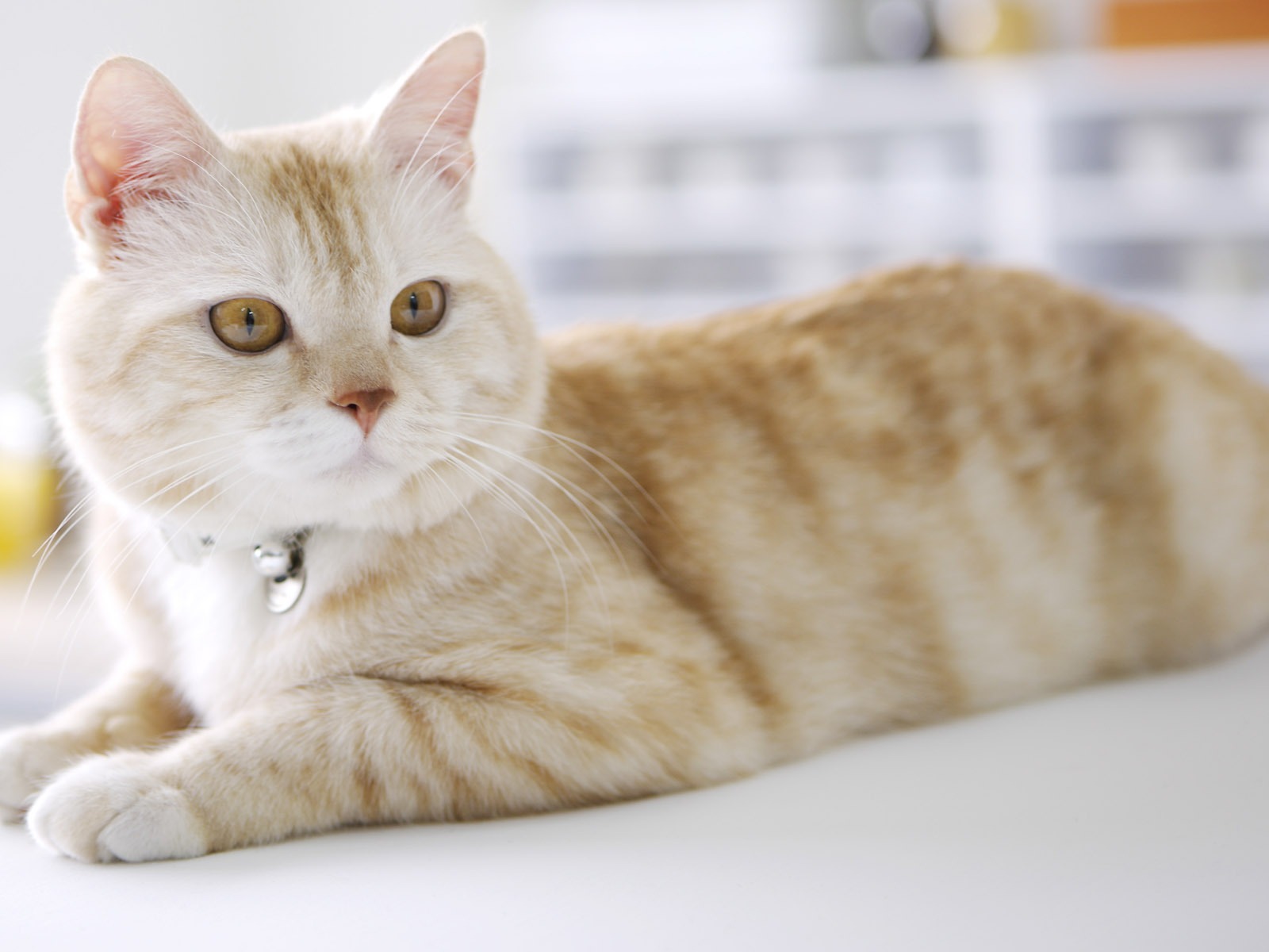 HD papel tapiz lindo gatito #40 - 1600x1200