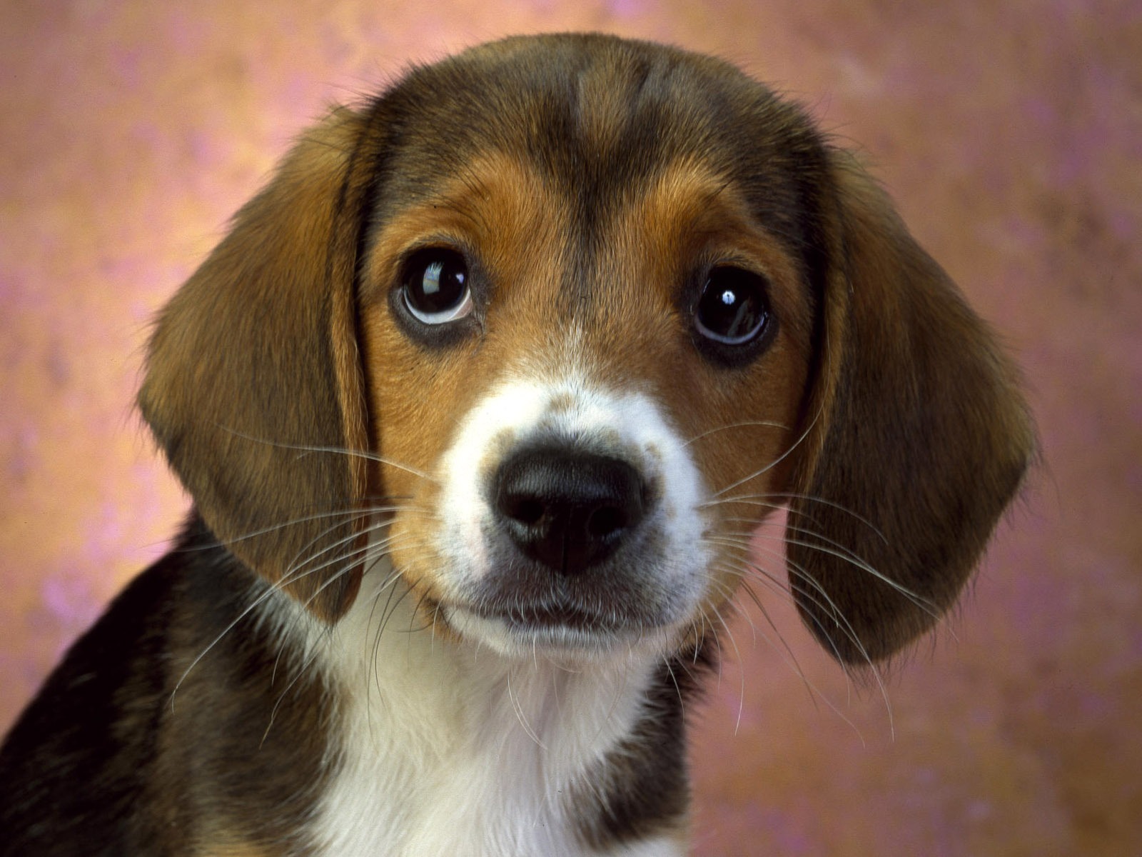 Cute Puppy Photo Wallpaper #4 - 1600x1200