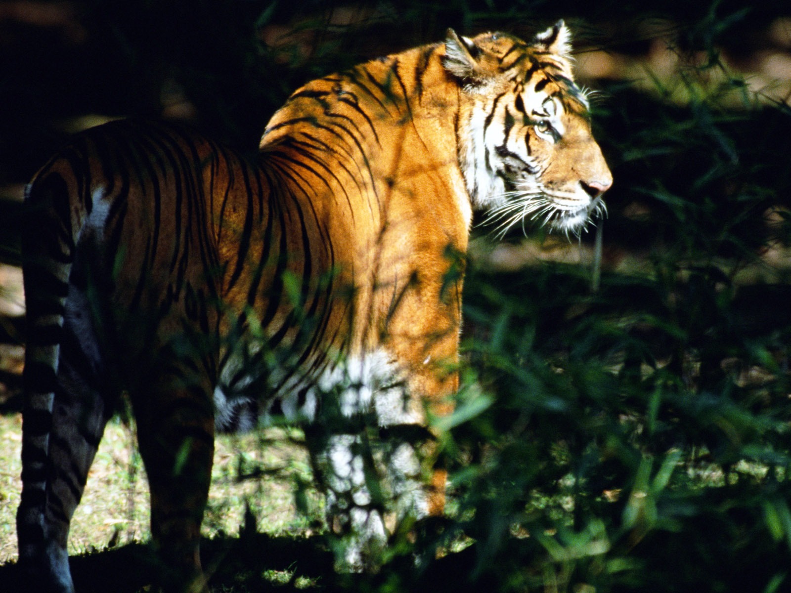 タイガー写真の壁紙 #4 - 1600x1200