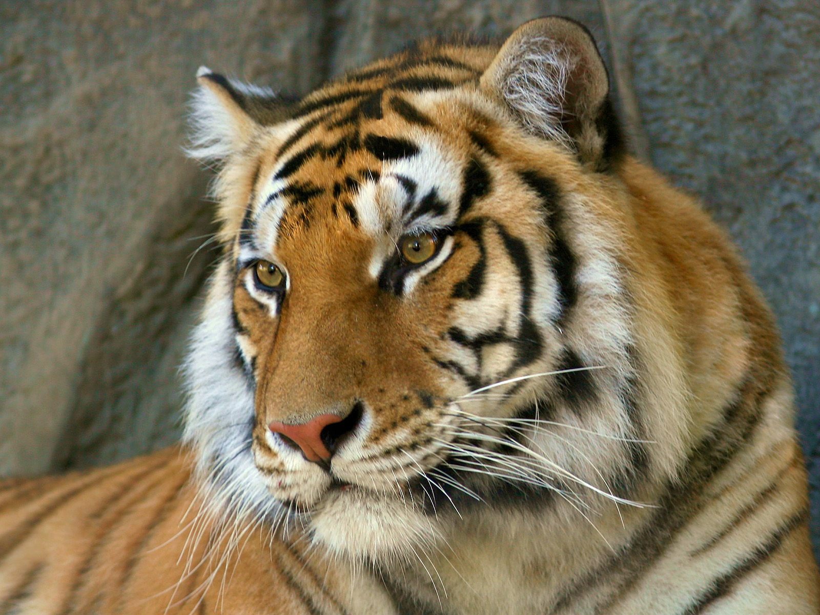 Tiger Фото обои #7 - 1600x1200
