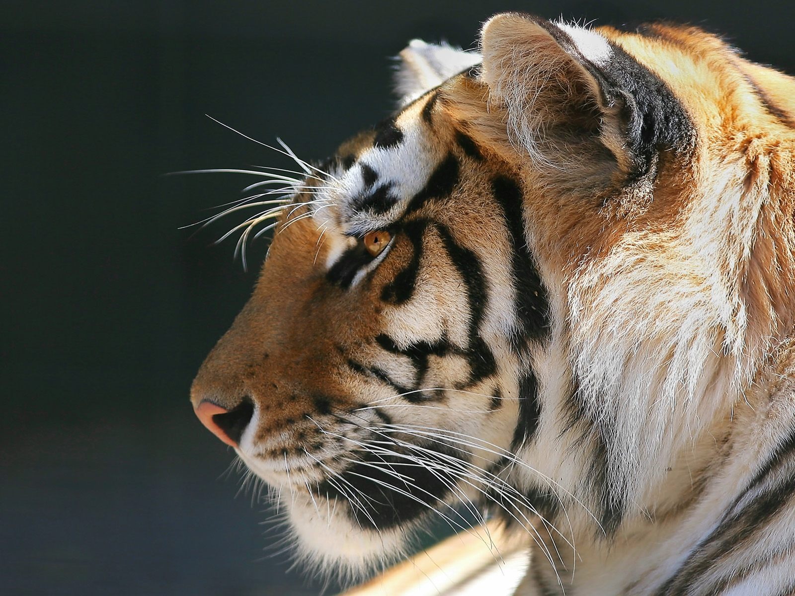 Tiger Фото обои #11 - 1600x1200