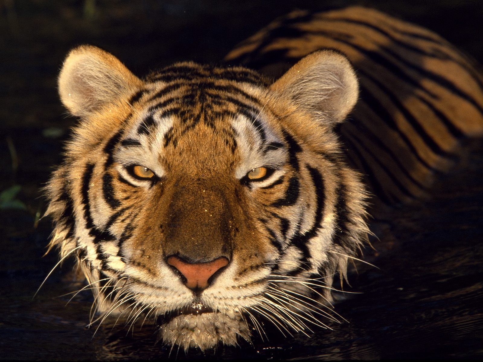 Tiger Фото обои #16 - 1600x1200