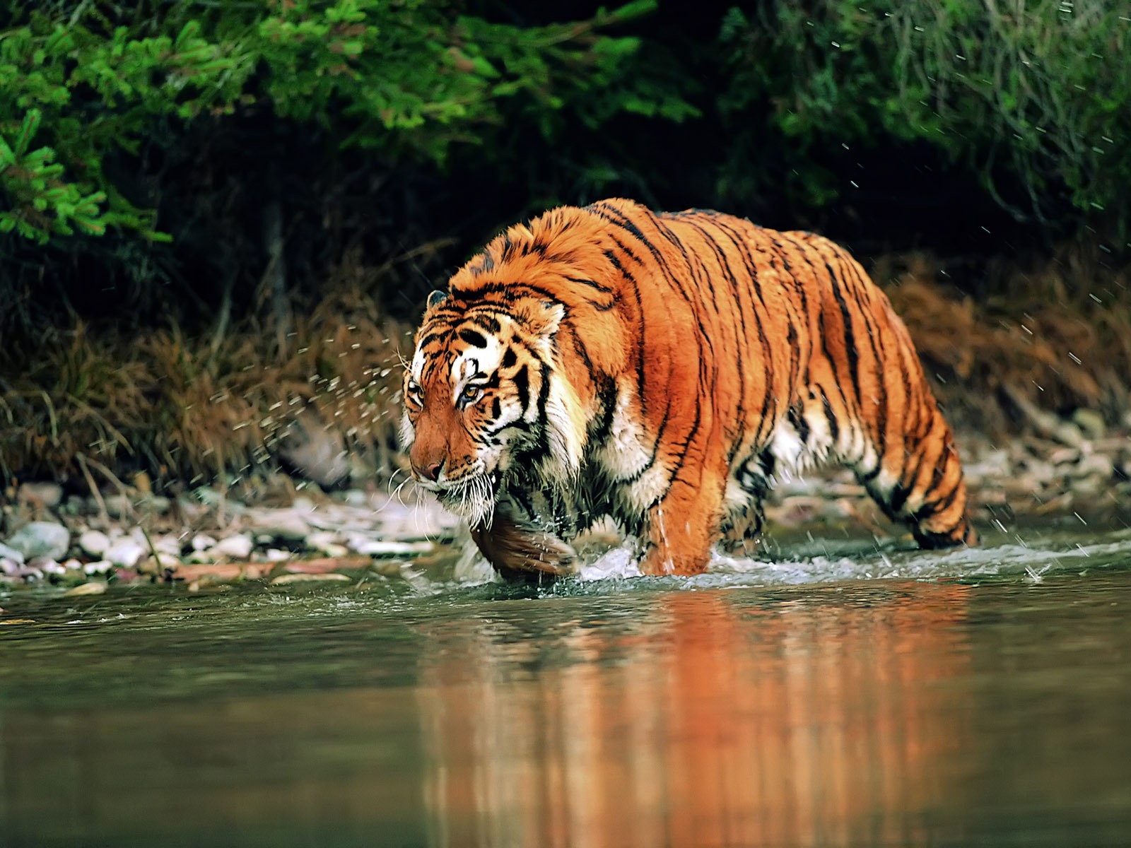 Tiger Фото обои #17 - 1600x1200
