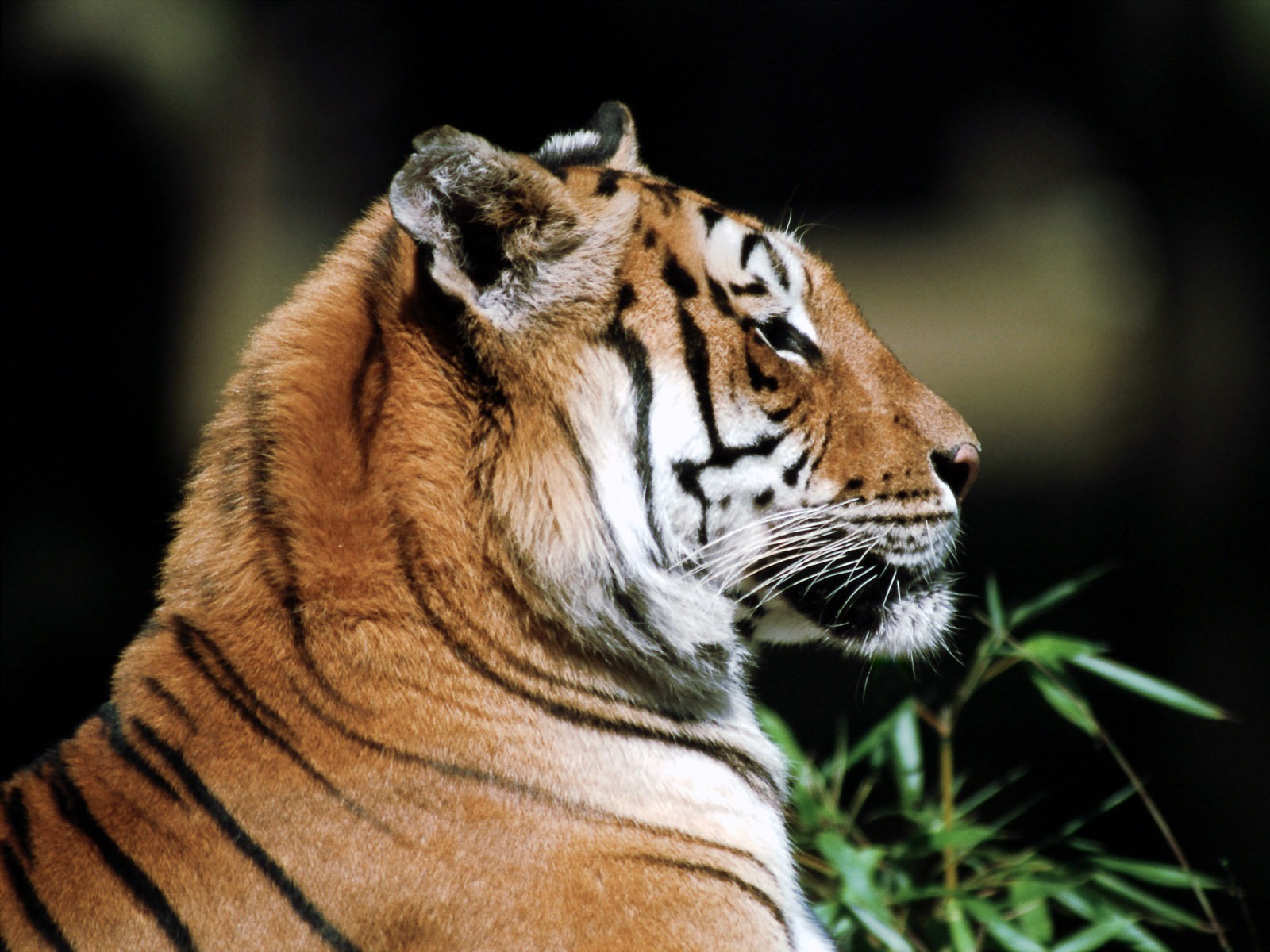 Tiger Фото обои #20 - 1600x1200