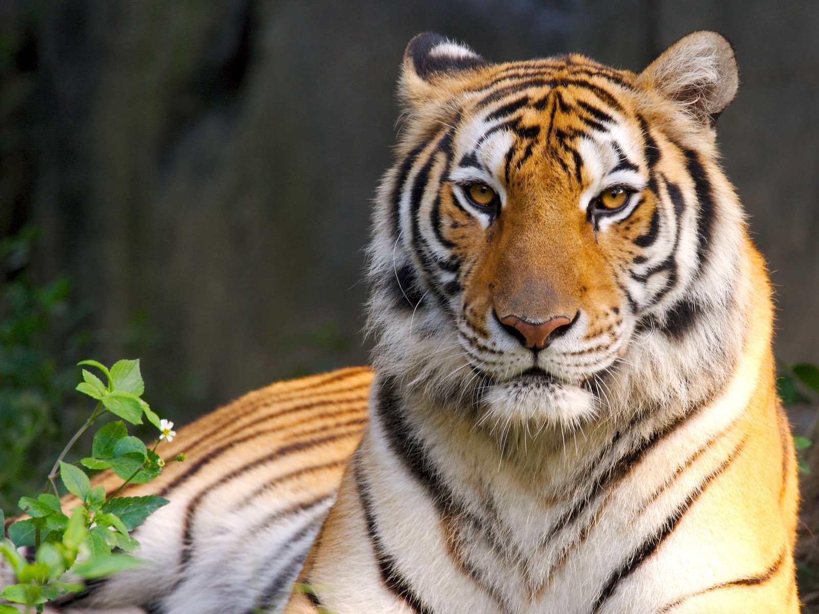 Tiger Фото обои #22 - 1600x1200