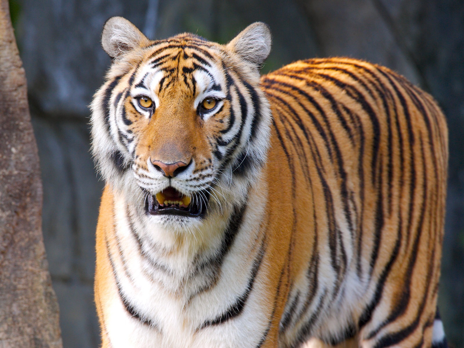 Tiger Фото обои #23 - 1600x1200