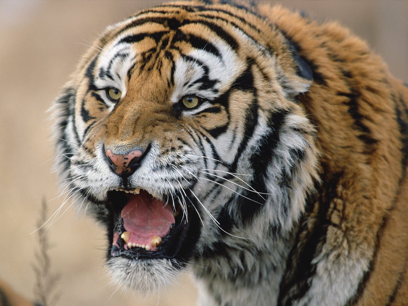 Tiger Фото обои #25 - 1600x1200