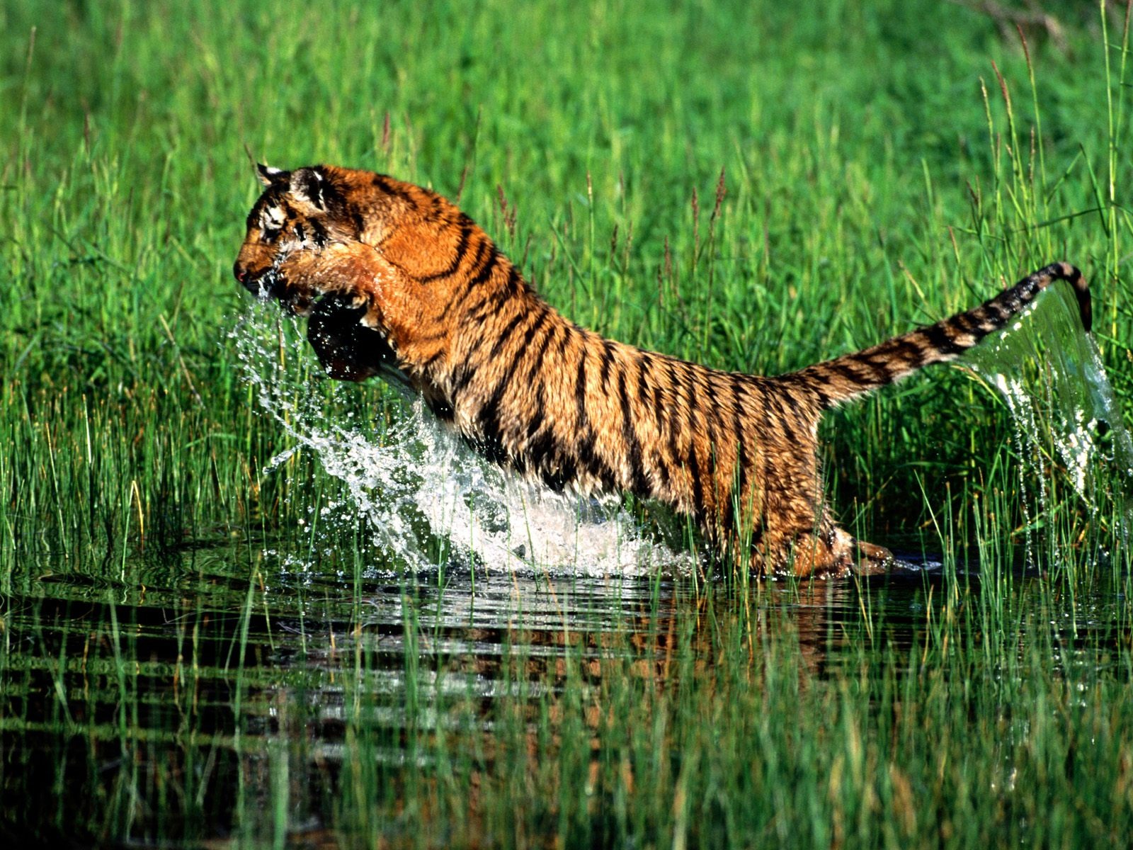 Foto Wallpaper Tigre #27 - 1600x1200