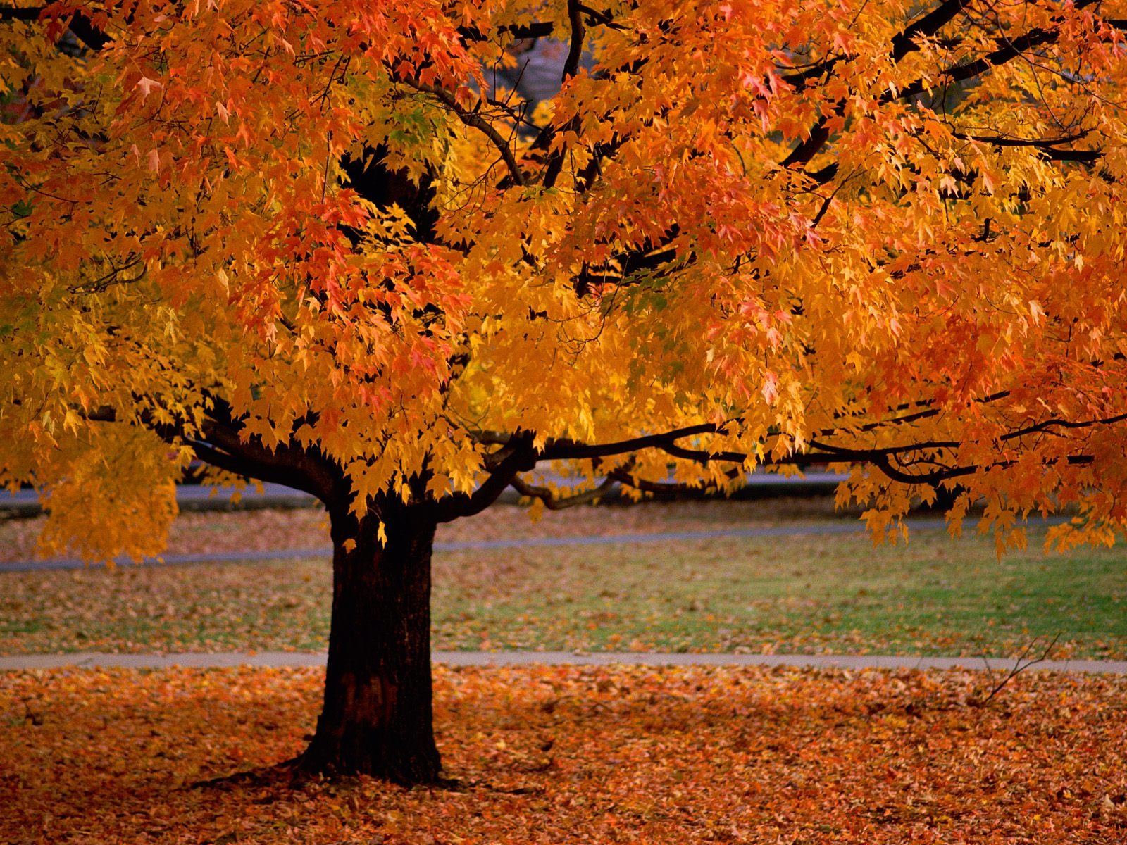 Herbstlandschaft schöne Tapete #2 - 1600x1200