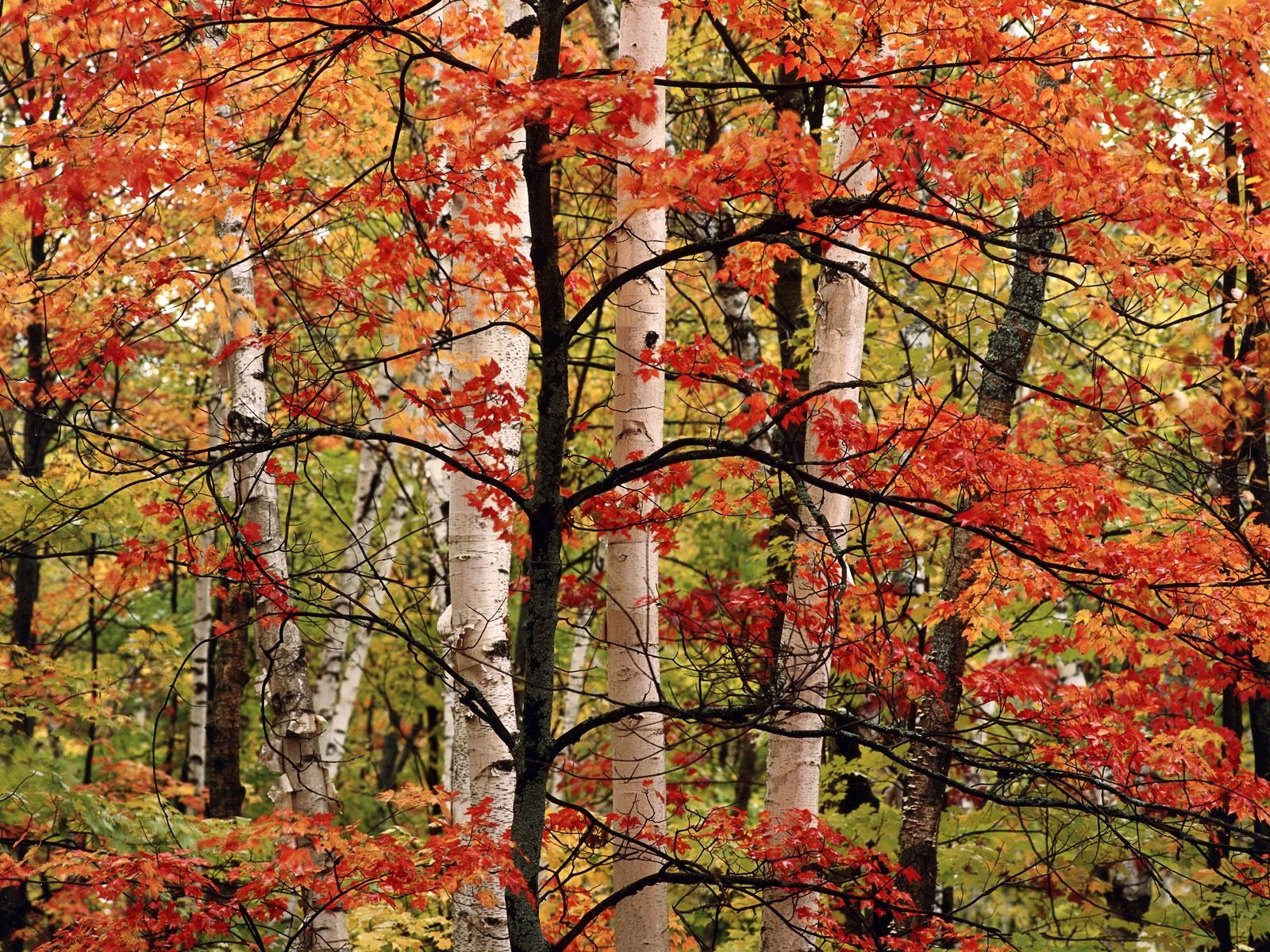 Herbstlandschaft schöne Tapete #3 - 1600x1200