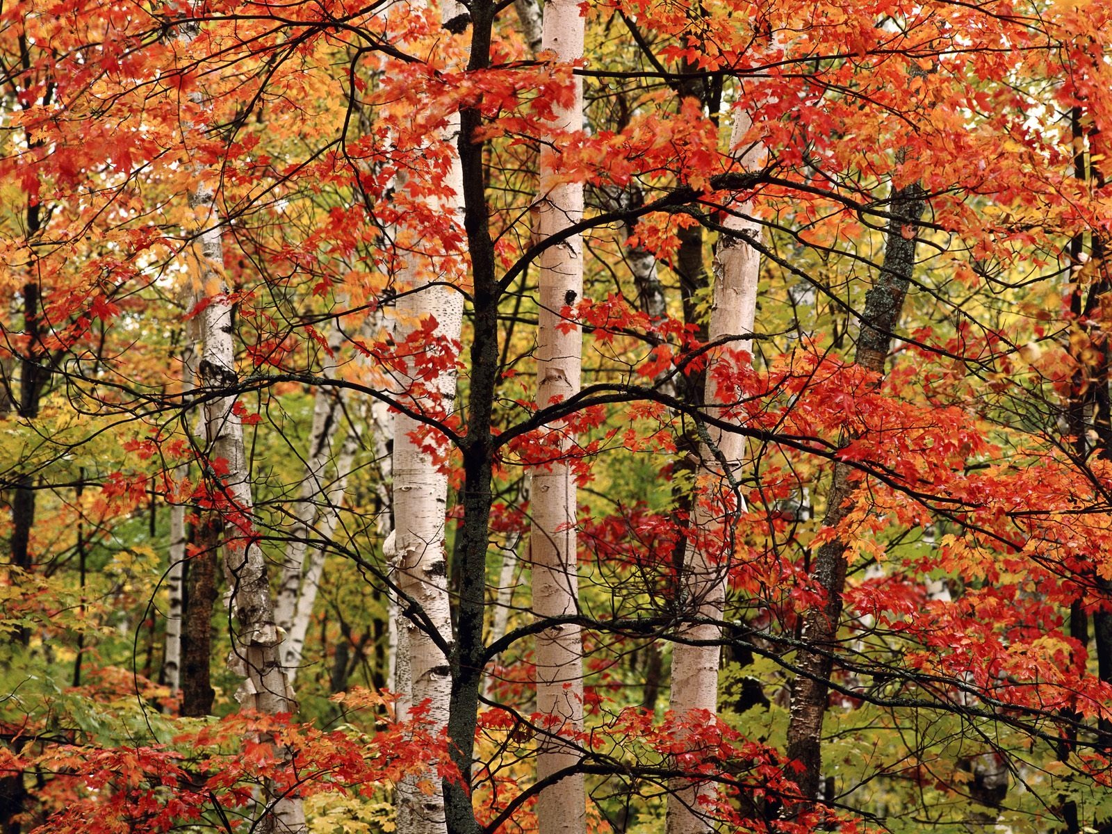 Otoño fondos de escritorio de bellos paisajes #3 - 1600x1200