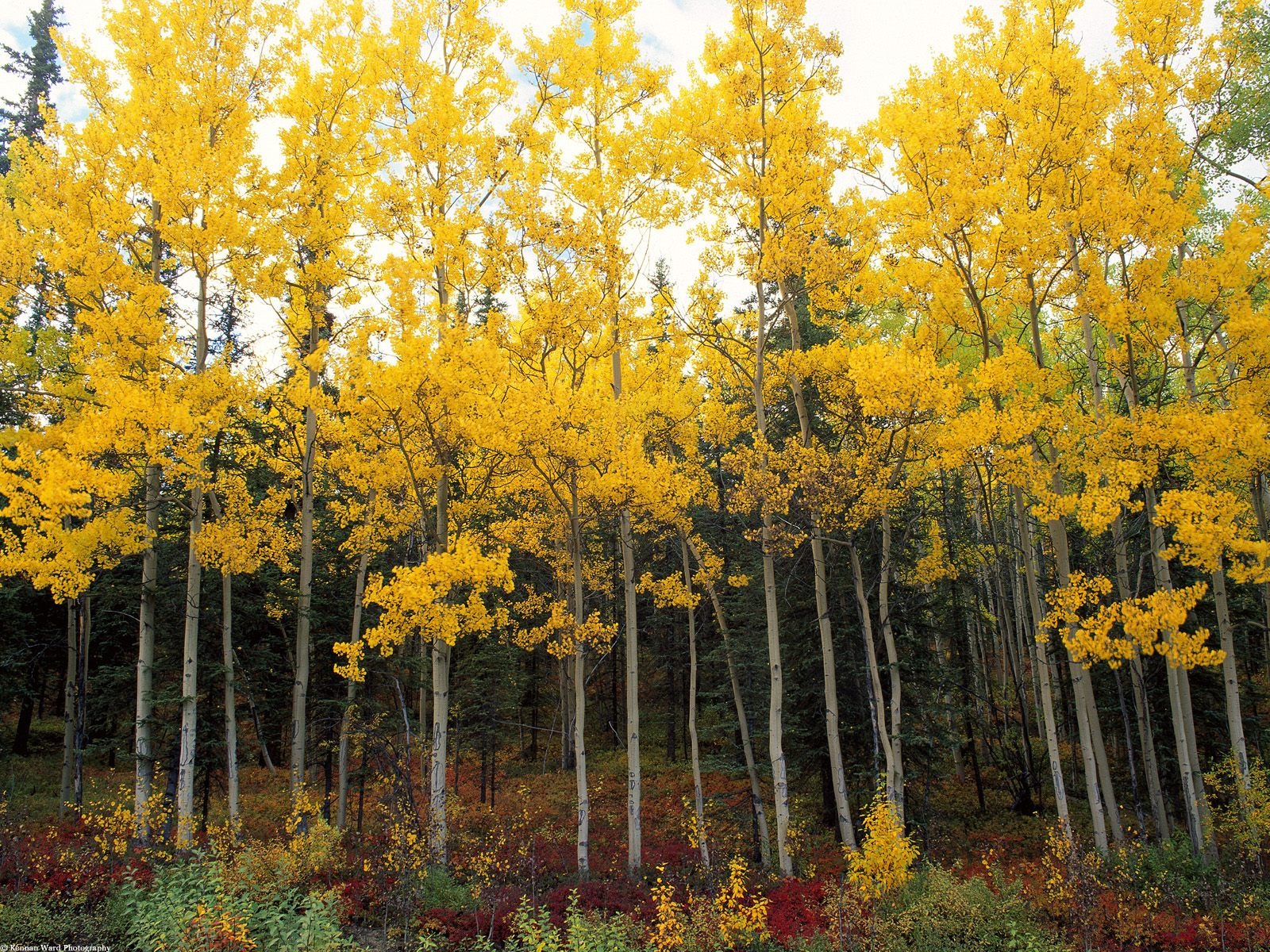Herbstlandschaft schöne Tapete #4 - 1600x1200