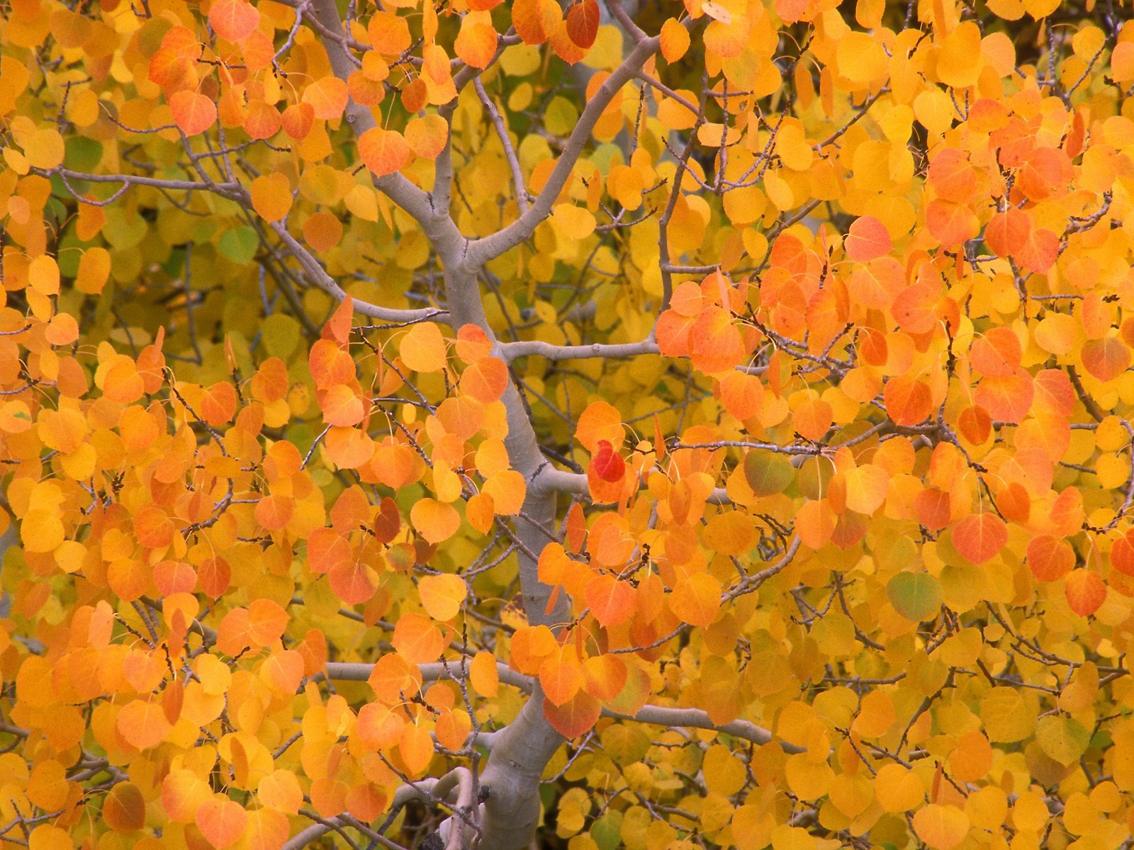 Herbstlandschaft schöne Tapete #5 - 1600x1200