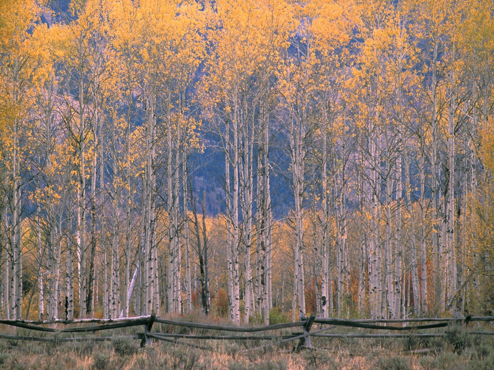 Herbstlandschaft schöne Tapete #7 - 1600x1200