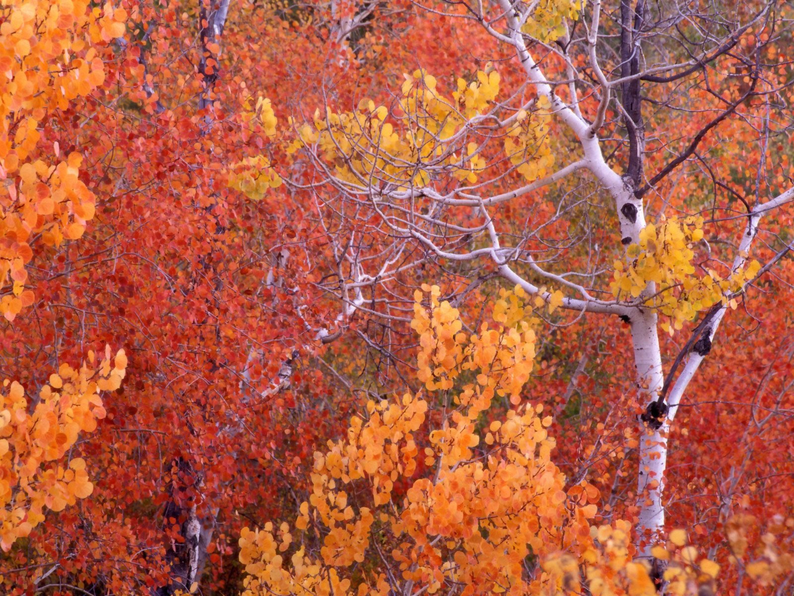 Podzimní krajina krásná tapeta #8 - 1600x1200