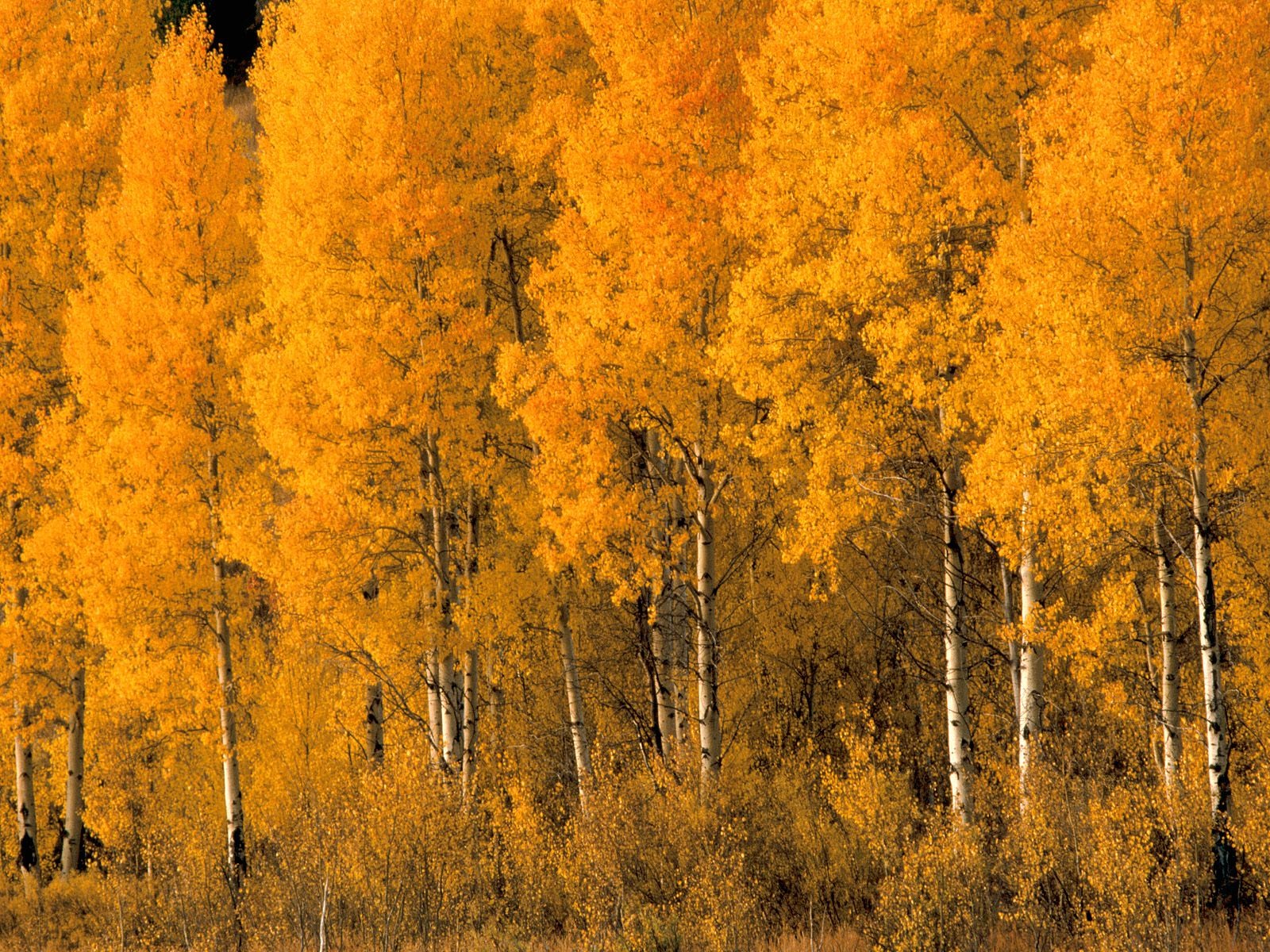 Podzimní krajina krásná tapeta #9 - 1600x1200