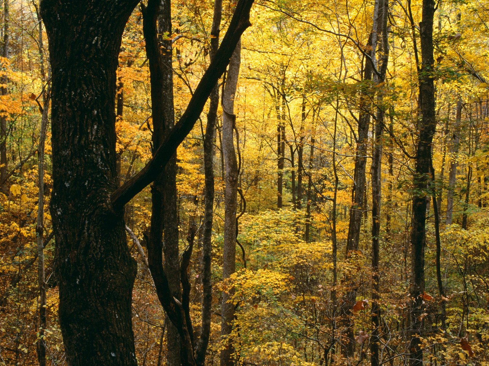 Herbstlandschaft schöne Tapete #17 - 1600x1200