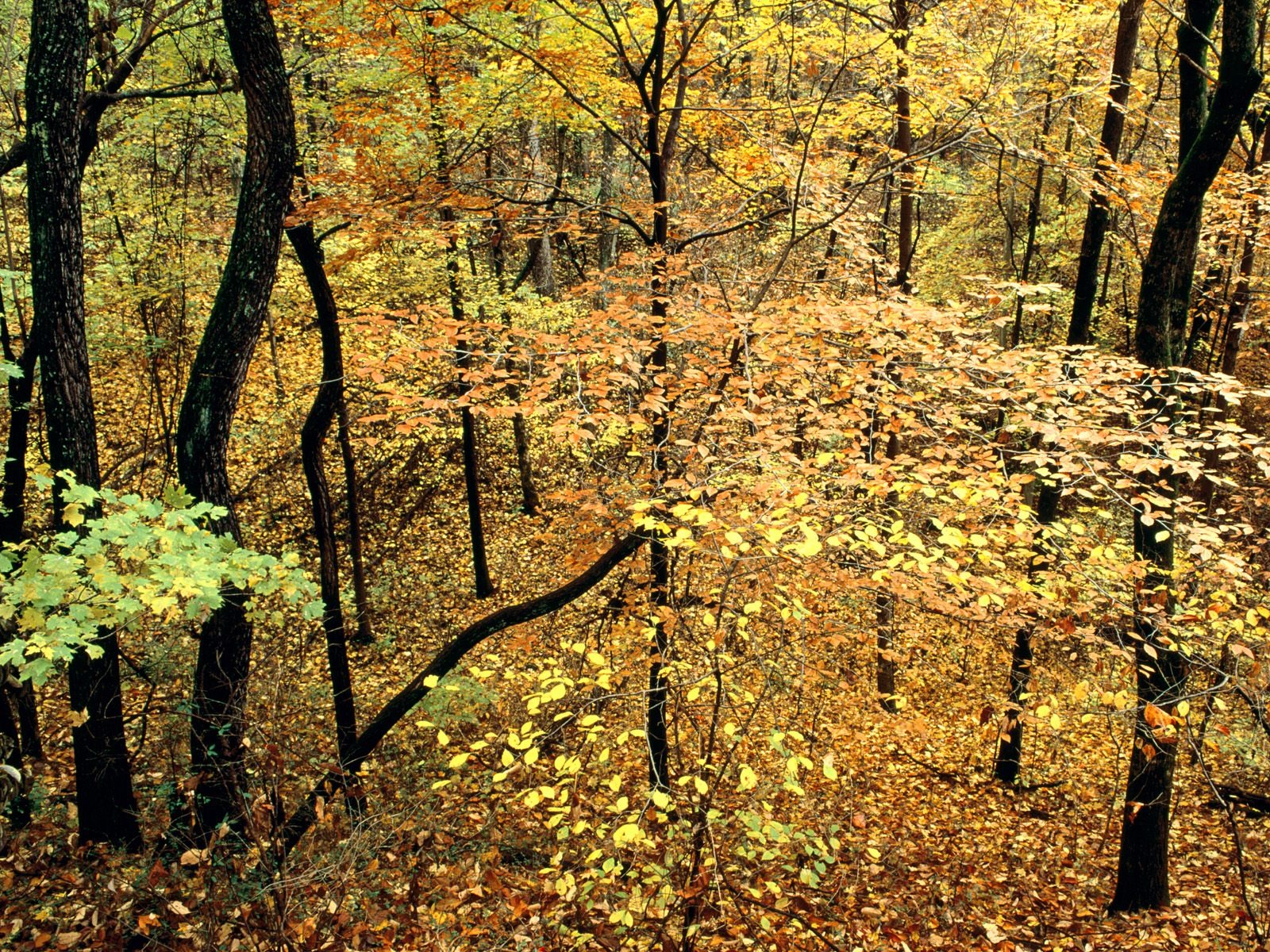 秋の風景の美しい壁紙 #18 - 1600x1200